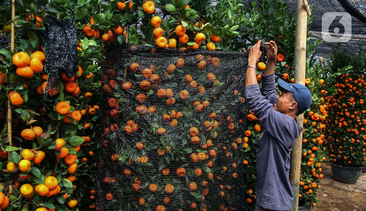 Alasan utama pohon jeruk dianggap membawa keberuntungan adalah karena kemiripannya dengan kata-kata dalam bahasa Mandarin yang memiliki makna positif. (Liputan6.com/Angga Yuniar)