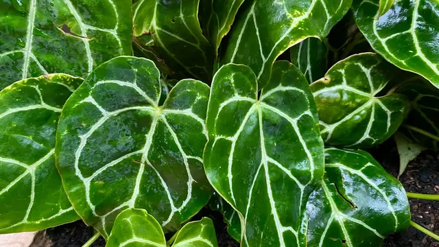 Anthurium crystallinum