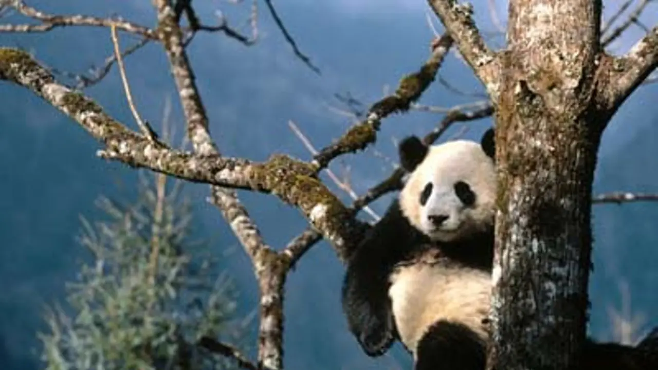Keseharian Panda yang Bikin Gigimu Sakit Saking Gemasnya