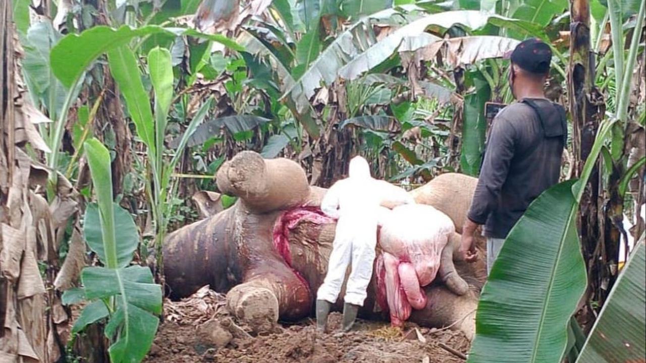 Sepasang gading gajah masih tampak utuh dengan panjang berkisar 77 sentimeter.<br>