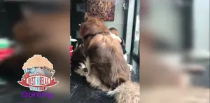 Inilah Penampakan Anjing Raksasa