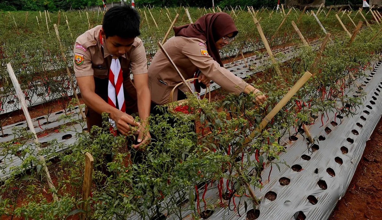 Panen perdana hasil inisiatif pemanfaatan lahan tidur yang dilakukan Kodim 0508 Depok dan Komunitas Kampung Kita Depok (K3D). (merdeka.com/Arie Basuki)