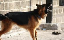 Belasan Pendaki Gunung Batukaru Tabanan Digigit Anjing Diduga Rabies