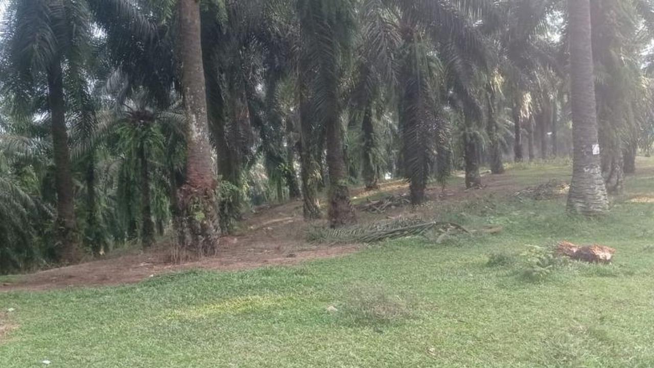 Ribuan Meter Lahan Pertanian di Lebak Rusak Akibat Hama Babi Hutan Lebak, Petani Merugi dan Duga Perubahan Habitat Jadi Pemicu