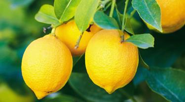 Cara Minum Air Lemon Yang Ampuh Untuk Menurunkan Berat Badan