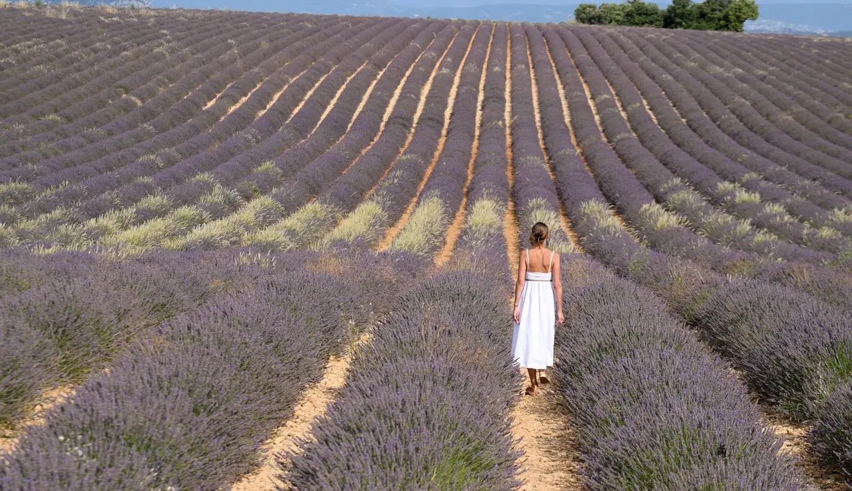 Di wilayah ini terdapat hamparan luas ladang lavender, menyatu cantik dengan lanskap bukit dan pegunungan di belakangnya. (Nicolas TUCAT / AFP)
