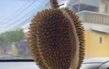 Viral Pengendara Gantung Durian Terbuka Buat Pengharum Mobil, Warganet: Belum Naik Udah Pingsan Duluan