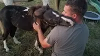 Tobias adalah seekor kuda poni kecil yang diselamatkan oleh Kirk. Berawal dari takut, Tobias akhirnya memeluk Kirk untuk pertama kalinya (facebook/Natasha Ward Hance)