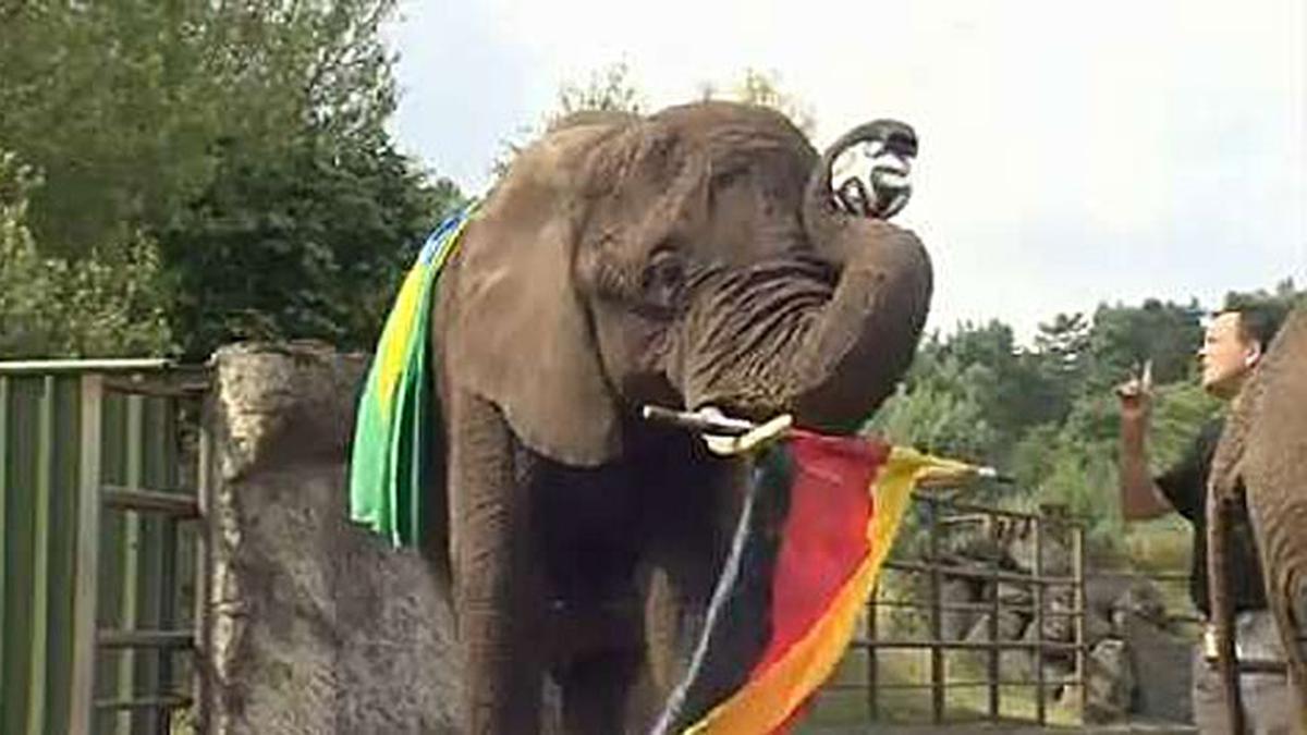 Gajah Nelly Ramalkan Jerman Kalahkan Brasil - Bola Liputan6.com