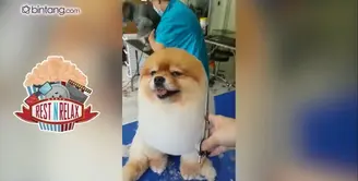 Anjing Menggemaskan Saat di Salon