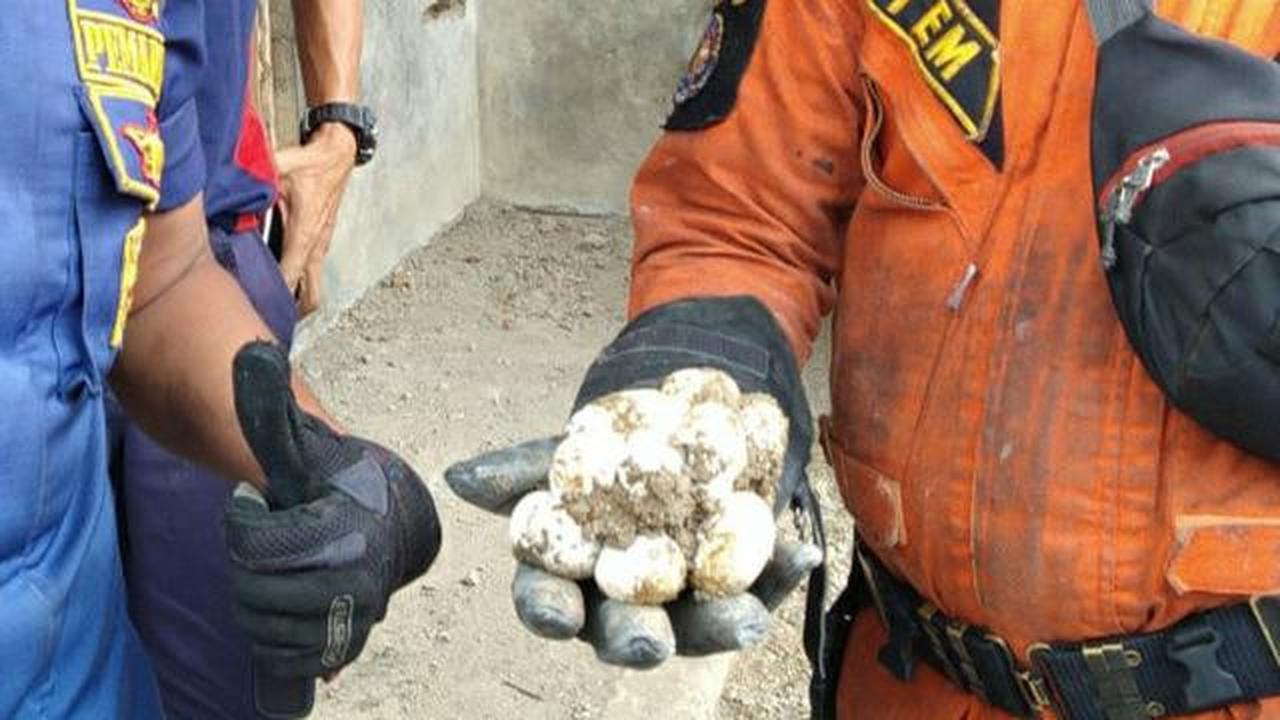 Kenali Ciri Telur Ular Siap Menetas dan Cara Mengatasinya dengan Aman