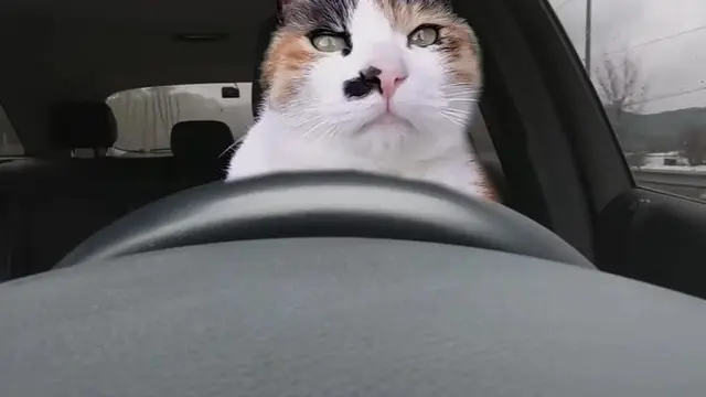 6 Tingkah Kucing Bergaya Bak Sopir Ini Bikin Geleng Kepala