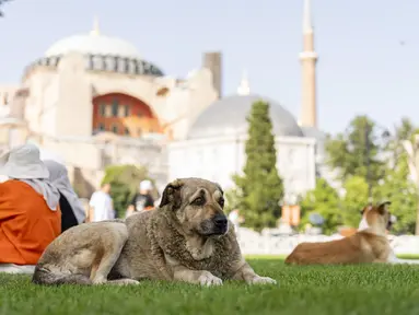 Seekor anjing liar beristirahat di luar masjid Hagia Sophia yang dibangun pada era Bizantium di Istanbul, Turki, pada 3 Juli 2024. (AP Photo/Francisco Seco)
