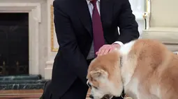 Presiden Rusia Vladimir Putin memberi makan anjingnya, Yume di Kremlin di Moskow, Rusia (7/12). Selain memiliki Yume, Presiden Putin juga memelihara anjing bulgarian shepherd yang diberi nama Buffy. (Sputnik/Kremlin/Alexei Druzhinin via Reuters)