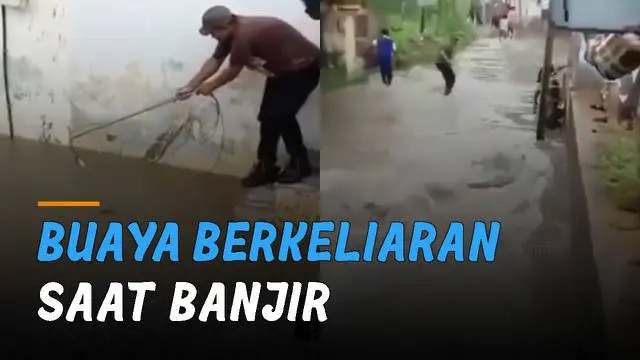 Momen seekor buaya berkeliaran di genangan air saat banjir viral di media sosial.