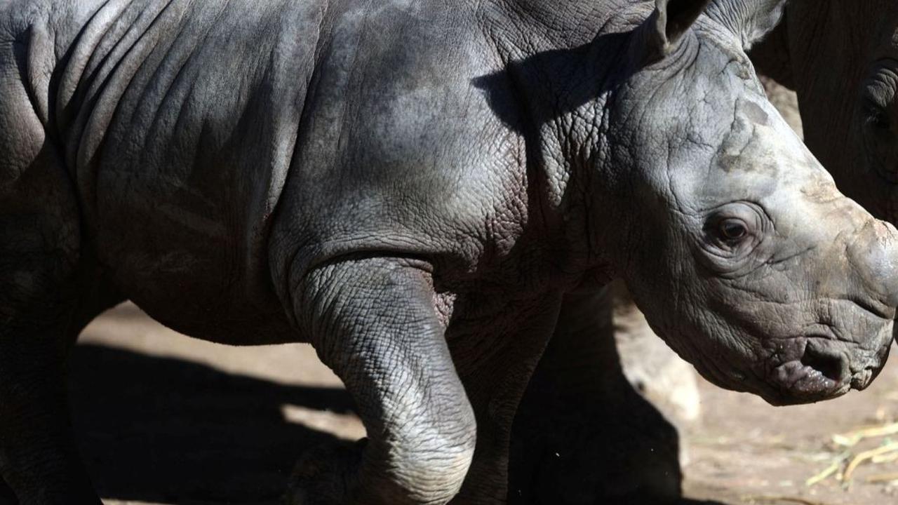 Kebun Binatang Buin di Santiago, Chile, baru-baru ini tengah berbahagia menyambut kelahiran seekor badak putih yang diberi nama Silverio. Foto: RAUL BRAVO / AFP<br>