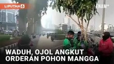 Driver ojek online tak jarang mendapatkan order untuk mengantar barang yang tak wajar. Seperti driver ojol berikut yang diminta mengantar barang berukuran besar. Terekam oleh pengendara motor di jalan, ojol tersebut mengangkut pohon mangga.
