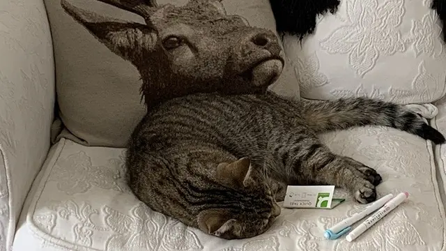 Harus Dilihat Dua Kali, 6 Foto Ini Bikin Mata Terkecoh