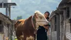 Chef Renatta Moeloek baru saja mengunggah beberapa foto yang cukup mencuri perhatian netizen. Ia terlihat berfoto bersama seekor sapi. Selain jago masak, Renatta memiliki paras yang cantik, tak jarang unggahannya di media sosial selalu ditunggu netizen. (Instagram/renattamoeloek)