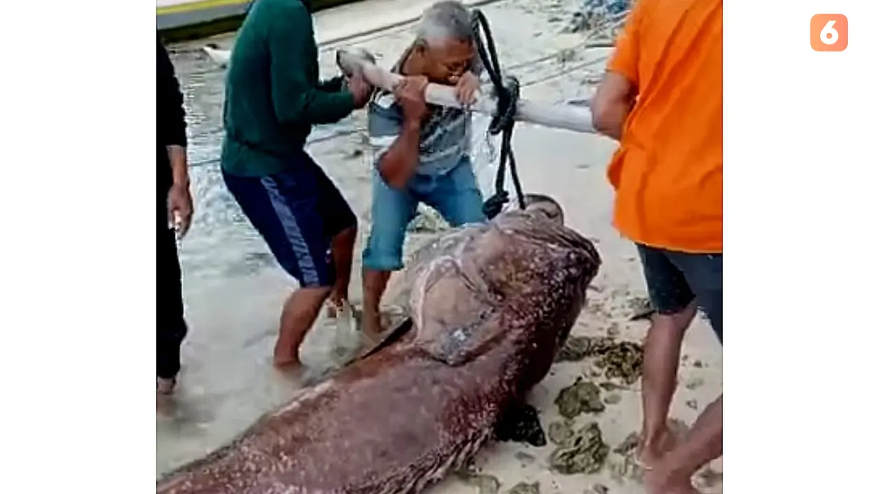 Nelayan Selayar tangkap ikan kerapu raksasa (Liputan6.com/Istimewa)