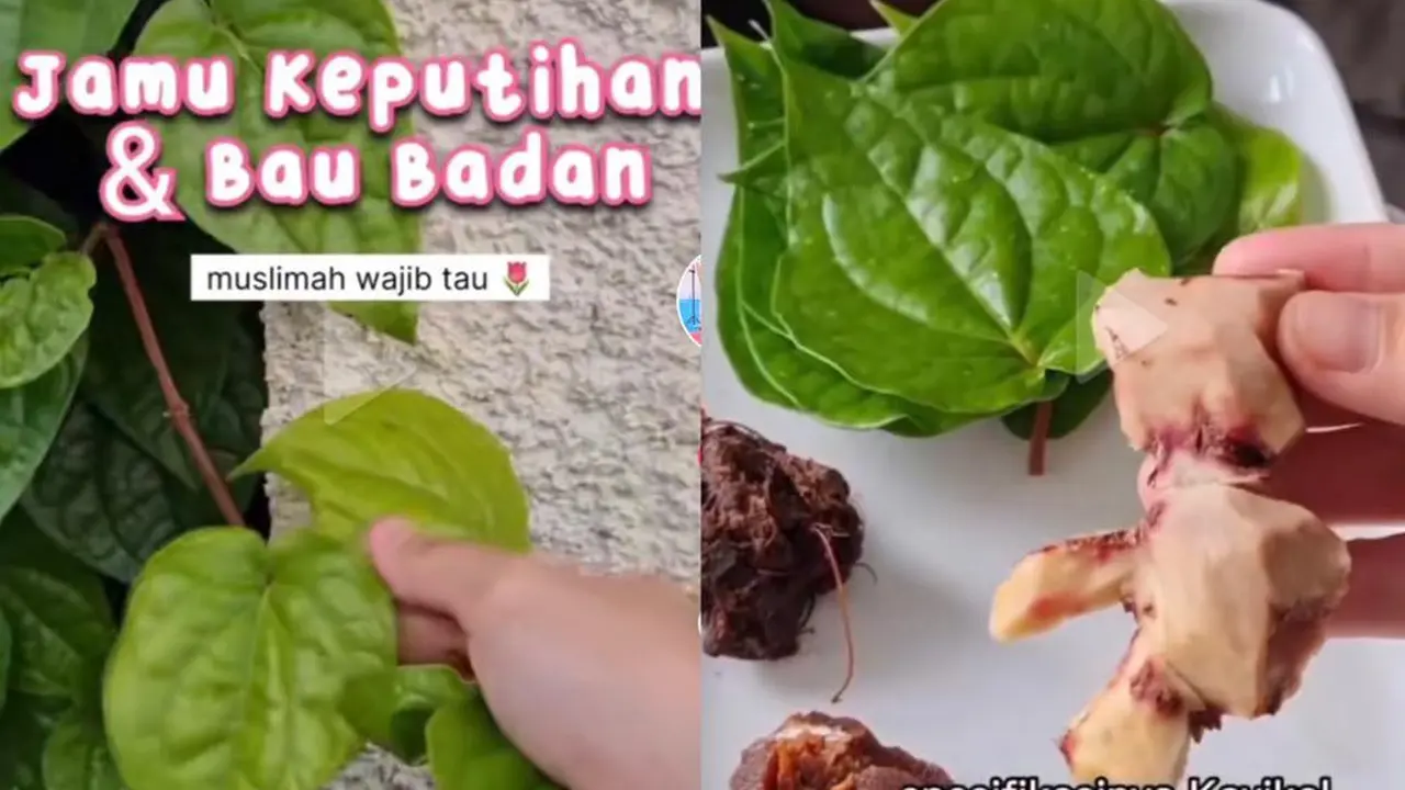 Daun sirih bisa digunakan untuk jamu keputihan dan menghilangkan bau badan