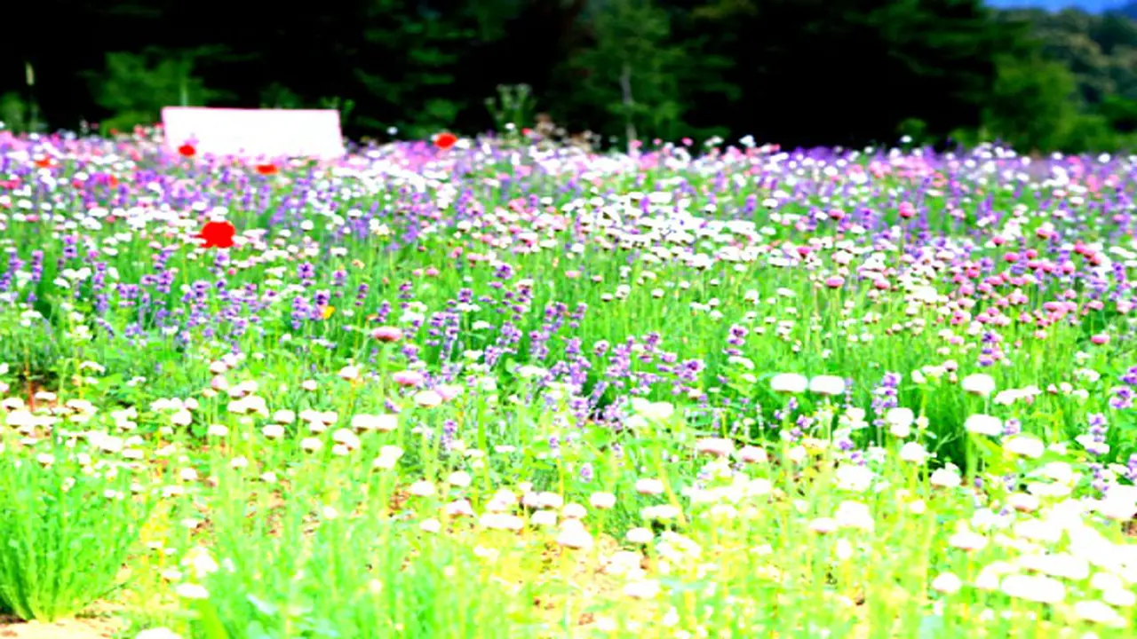 Takjub, Festival Lavender Sajikan Sensasi Ungu di Padang Lavender