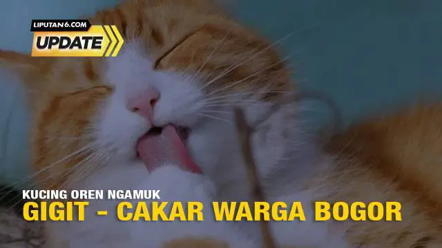 Seekor kucing oranye baru-baru ini dievakuasi oleh pemadam kebakaran Kabupaten Bogor, Jawa Barat karena meresahkan. Kucing yang dijuluki “Si Oyen” tersebut dilaporkan oleh warga sekitar di Stadion Pakansari.