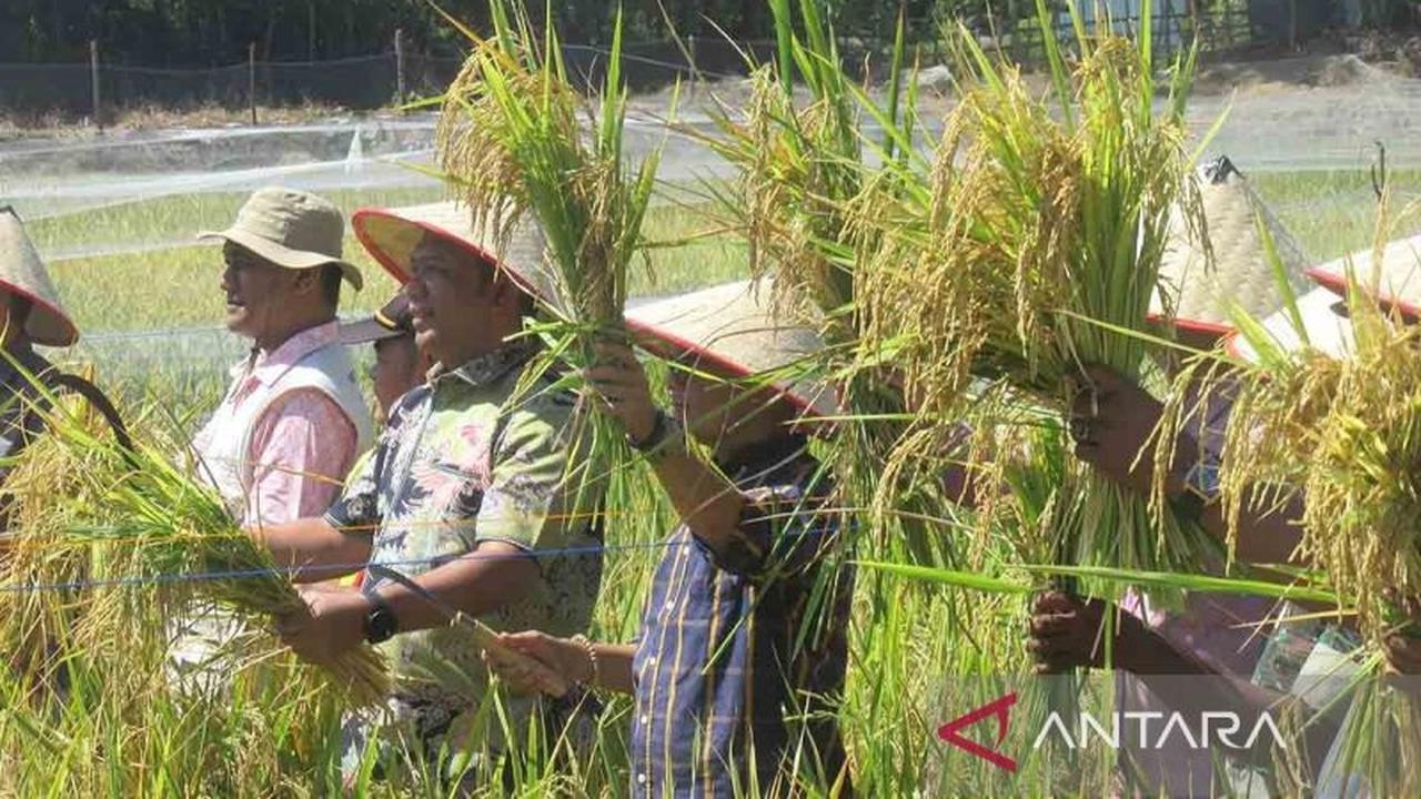 Pemerintah Aceh Gencarkan Pengembangan Teknologi Mina Padi untuk Ketahanan Pangan