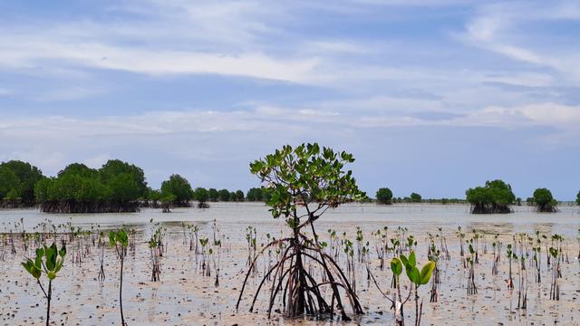 Mengrove di Desa Berakit Kabupaten Bintan. (Liputan6/ Novia Harlina)