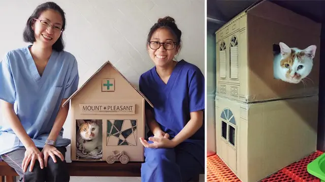Kreatif, Petugas Klinik Buat Rumah Kucing Dari Kardus Bekas