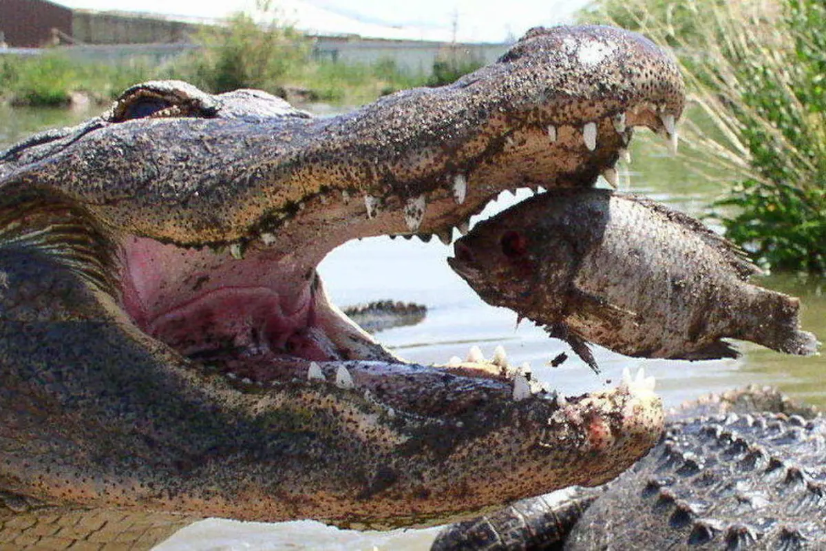 Buaya