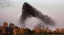  Sekelompok burung jalak menari dan membuat formasi yang indah di Padang Pasir Negev, Israel, Senin (2/2/2015). (AFP Photo/Menahem Kahana)