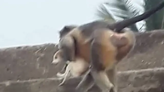 Diduga Aksi Balas Dendam, Kawanan Monyet Bunuh 250 Anjing dengan Cara Sadis