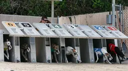 Sejumlah anjing Greyhound memulai lomba balap di Melbourne, Florida, AS (14/2). Pacuan Greyhound ini sebenarnya sudah mulai dilarang di banyak negara dan sejumlah negara bagian di Amerika Serikat. (AFP Photo/Rhona Wise)