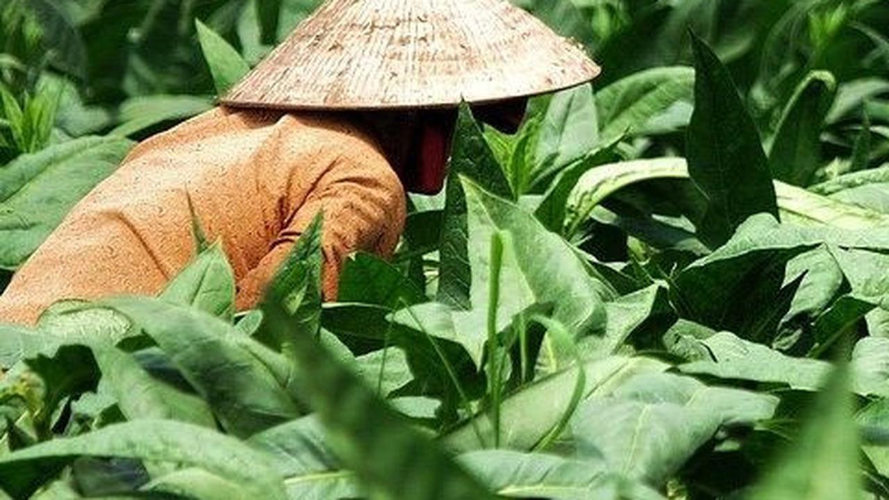 Kisah Perbudakan Petani di Perkebunan Tembakau Deli, Korbannya Ribuan Kuli Perempuan dari India