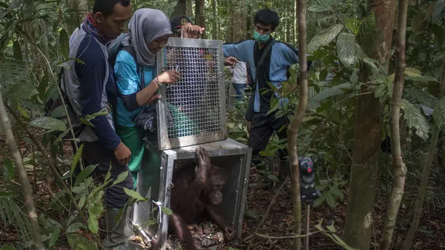 Perjalanan Emosional Johny dan Desi Kembali ke Hutan
