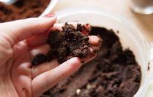 5 Cara Menggunakan Ampas Kopi untuk Menyuburkan dan Menyehatkan Tanaman