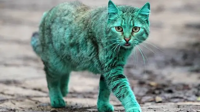 6 Kucing dengan Fisik Unik Tak Biasa, Ada yang Punya 4 Telinga