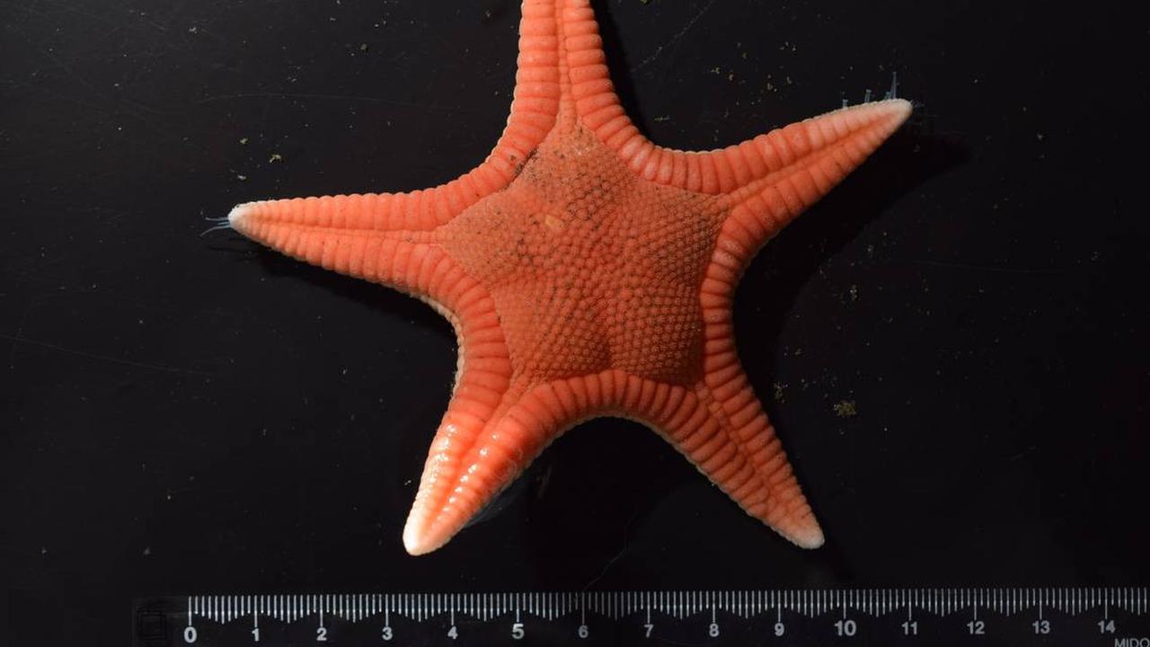Lepas Pantai Pasifik Jepang, lokasi penemuan spesies baru bintang laut.