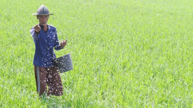 Kementan: Stok Pupuk Bersubsidi Tersedia Sesuai dengan Permintaan