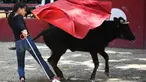 Seorang anak wanita bernama Winona (12) bertarung melawan banteng kecil saat belajar menjadi matador di arena adu banteng Franquevaux di sekolah adu banteng, Prancis selatan (20/5). (AFP Photo/Anne-Christine Poujoulat)