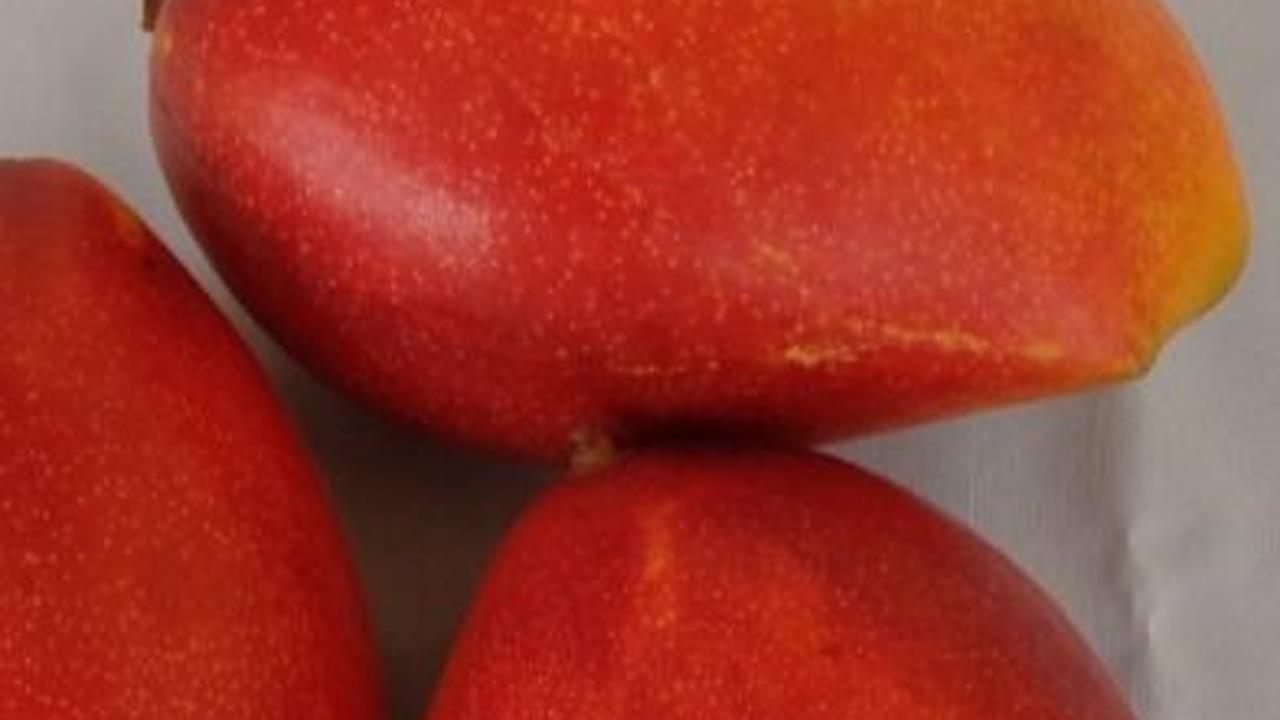 Mencicipi Mangga Arum Merah Situbondo, Harganya Capai Rp1 Juta per Kilogram