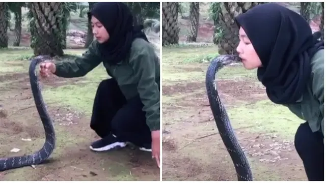 Viral Gadis Asal Bandung Punya Peliharaan King Cobra 4 Meter, Ini 6 Aksinya