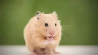 Selundupkan 24 Tikus di Kaki, Wanita Ini Ditahan Petugas Imigrasi Tiongkok