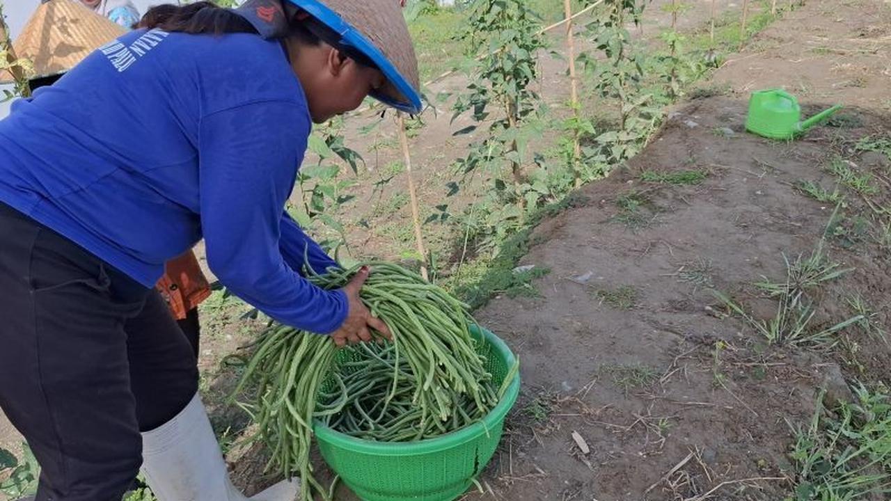 Lapas Perempuan Palu Dorong Kemandirian Warga Binaan Melalui Pertanian Produktif