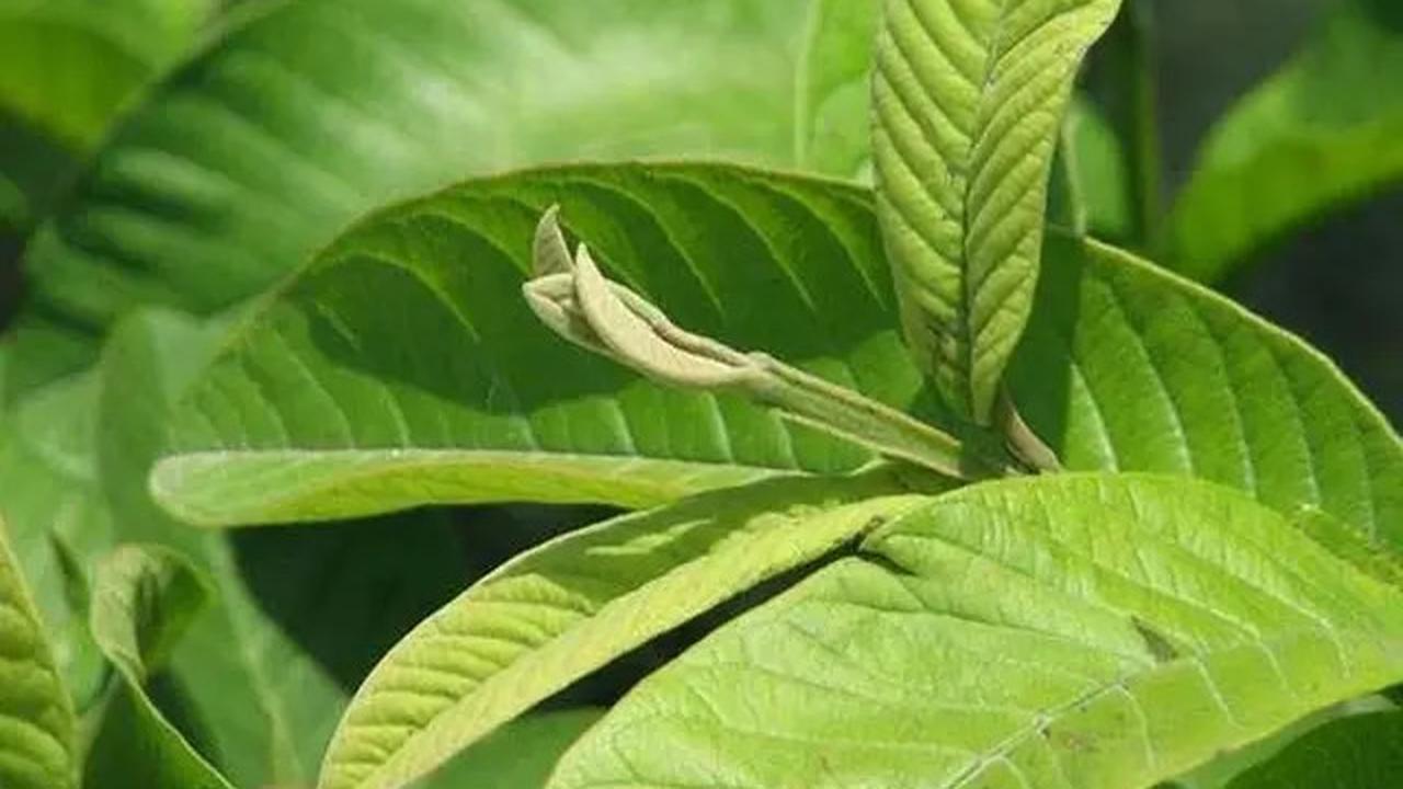 Resep Jamu Rebusan Daun untuk Turunkan Tekanan Darah Tinggi Secara Alami