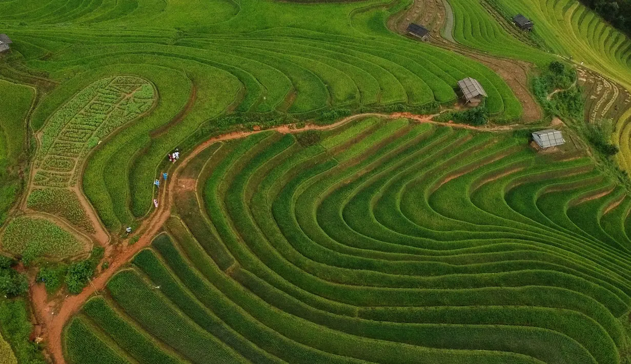 Foto udara menunjukkan sawah terasering di distrik Mu Cang Chai, Vietnam bagian utara pada 18 September 2020. Pesawahan terasering di Mu Cang Chai merupakan destinasi-destinasi wisata yang atraktif dan menyerap kedatangan  banyak wisatawan domestik dan mancanegara. (Manan VATSYAYANA/AFP)