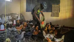 Musa Kalema, mantan kepala sekolah di Cream Nursery and Primary School, merawat ayamnya di salah satu bekas ruang kelas setelah hampir dua tahun ditutupnya lembaga pendidikan akibat Covid-19, yang menyebabkan krisis uang tunai di Kampala, Uganda pada 10 Januari 2022. (Badru KATUMBA/AFP)