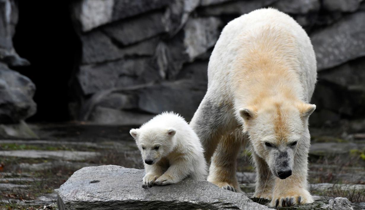 FOTO Kebun Binatang Berlin Pamerkan Bayi Beruang Kutub