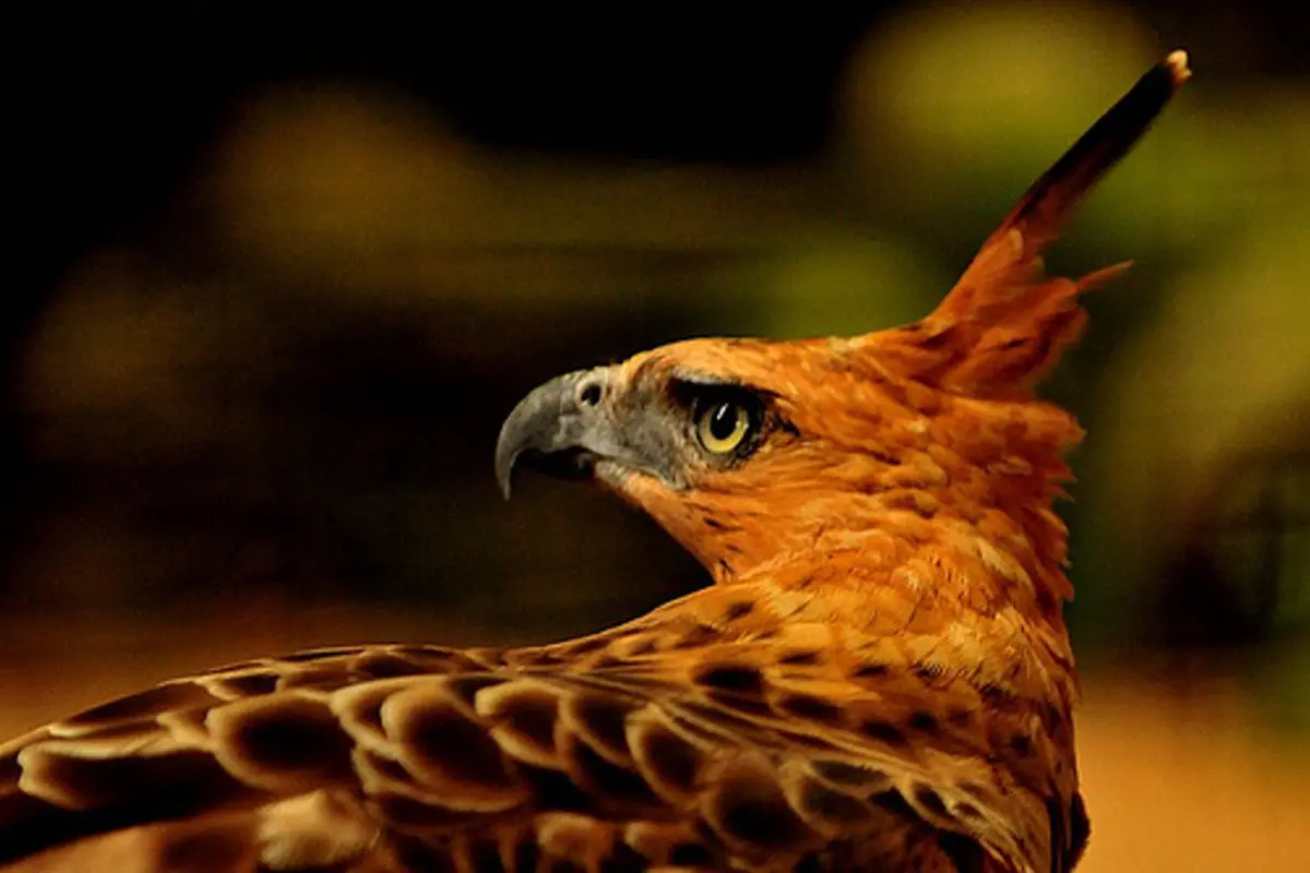 Garuda Pancasila